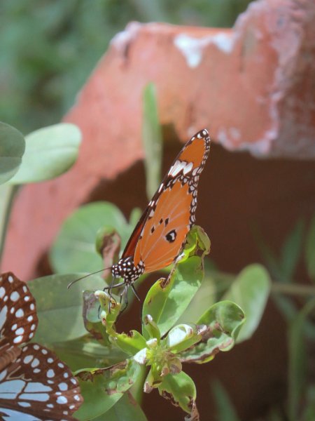 D (1) Plain Tiger Butterfly - Polonnaruva.JPG
